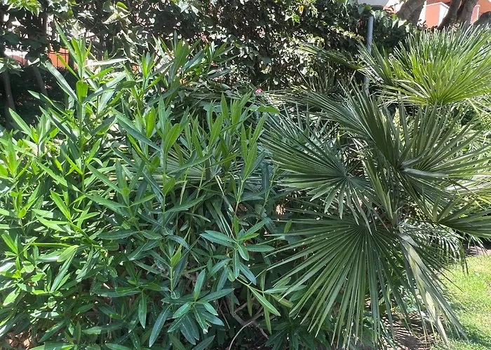 Appartement Dunas Carib Playa *